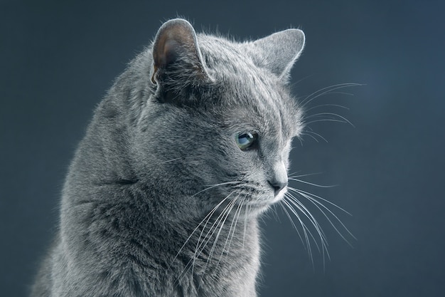 Studio portrait of a beautiful grey cat on dark background. pet mammal animal predator