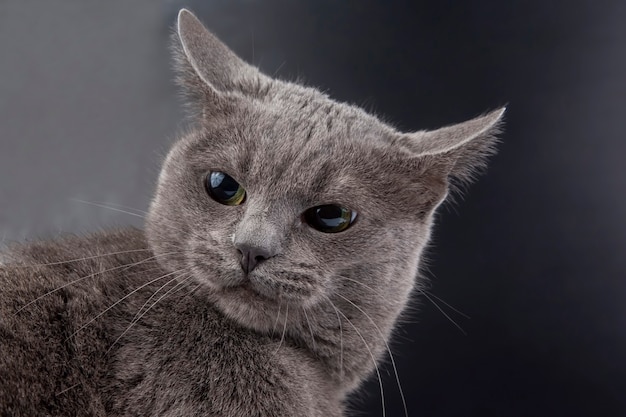 Studio portrait of a beautiful grey cat on dark surface