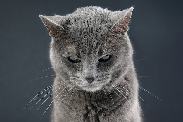 Ritratto in studio di un bellissimo gatto grigio su oscurità