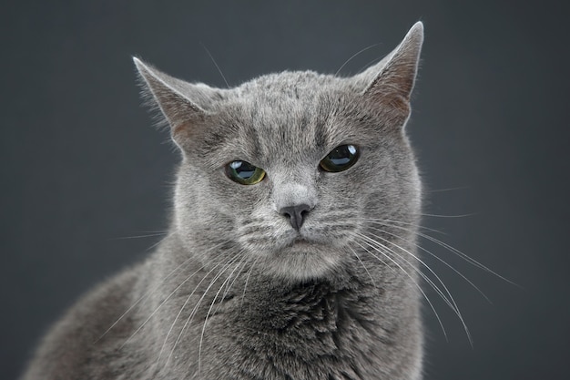 Studio portrait of a beautiful grey cat on dark