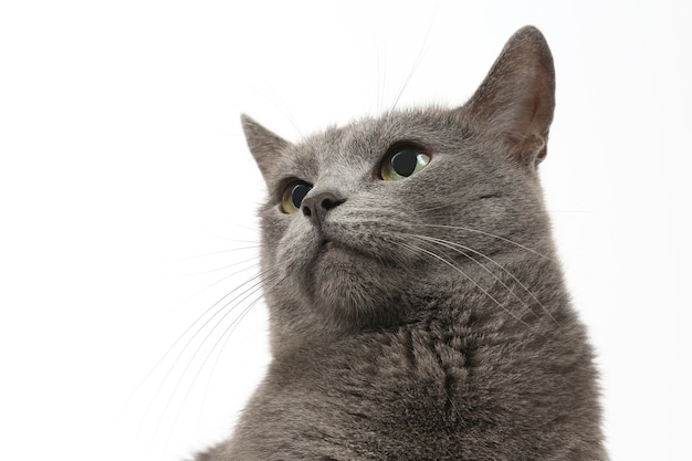 Studio portrait of a beautiful grey cat on white background