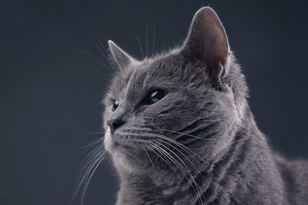 Studio portrait of a beautiful grey cat