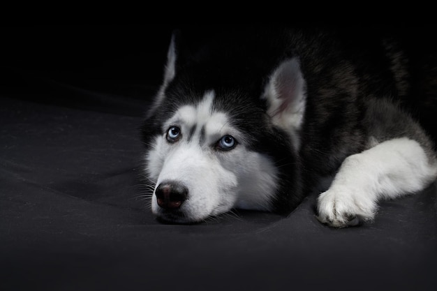 Studio portrait of a beautiful husky dog with blue eyes