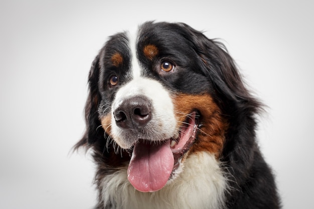 흰색 배경에 대해 표현력이 풍부한 검은 Bernese Mountain Dog의 스튜디오 초상화