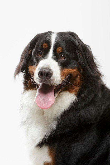 흰색 배경에 대해 표현력이 풍부한 검은 Bernese Mountain Dog의 스튜디오 초상화