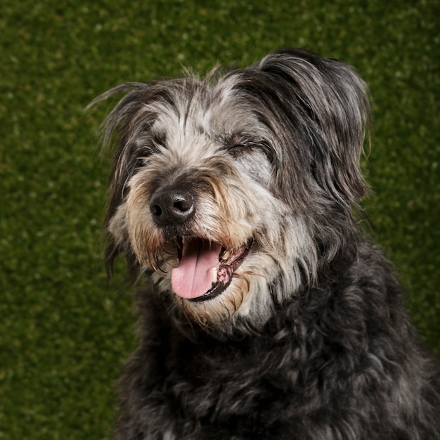 Studio portrait of an expressive catalan shepherd dog called Gos d'Atura against green background