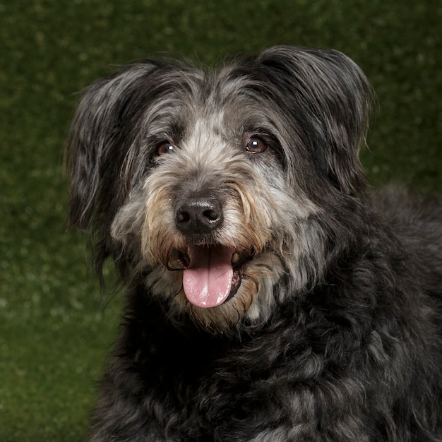 Studio portrait of an expressive catalan shepherd dog called Gos d'Atura against green background