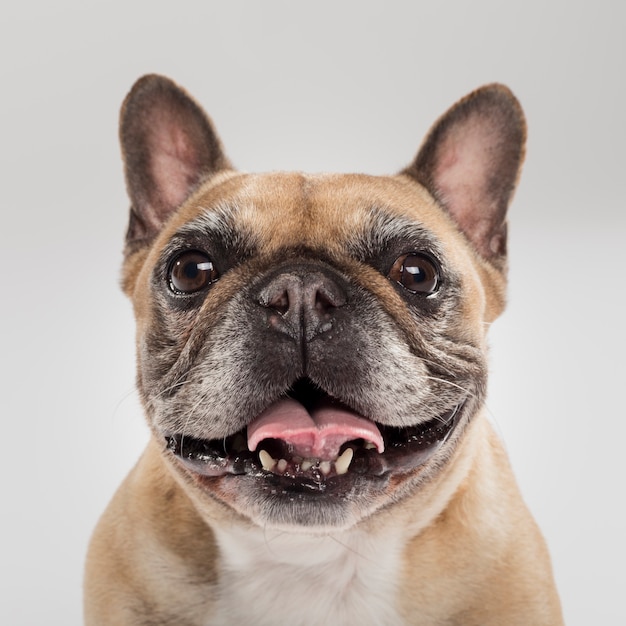 Студийный портрет выразительной собаки французского бульдога на нейтральном фоне