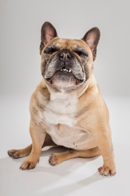 ニュートラルな背景に対して表現力豊かなフレンチブルドッグ犬のスタジオポートレート