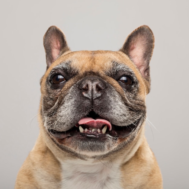 Studio portrait of an expressive French Bulldog dog against neutral background