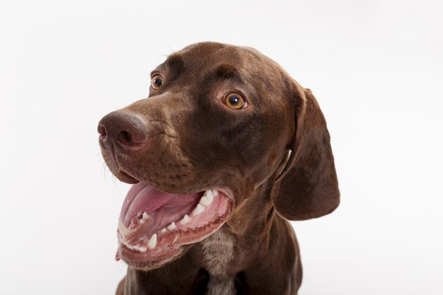 Ritratto in studio di un espressivo cane puntatore tedesco a pelo corto su sfondo bianco