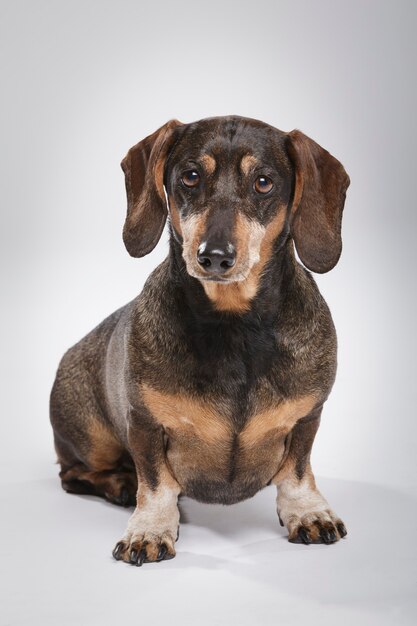 Studio portrait of an expressive Teckel dog against neutral background