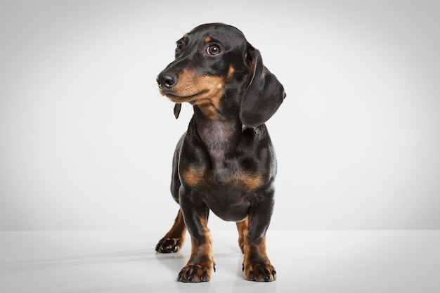 Studio portrait of an expressive Teckel dog against white background