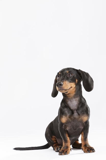 Studio portrait of an expressive Teckel dog against white background