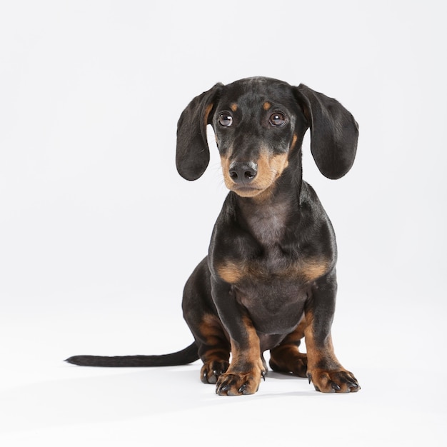 Studio portrait of an expressive Teckel dog against white background