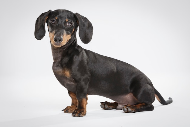 Photo studio portrait of an expressive teckel dog against white background