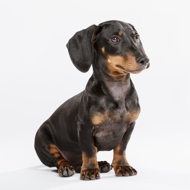 Studio portrait of an expressive Teckel dog against white background