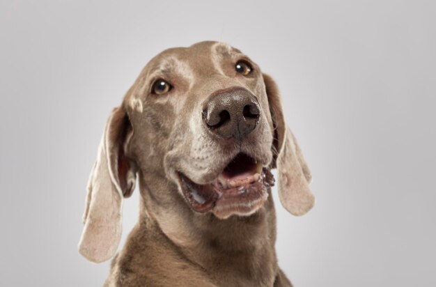 Studio portrait of an expressive weimaraner dog against white background