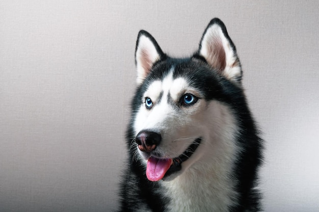 Studio portrait on the gray background of a blueeyed husky dog