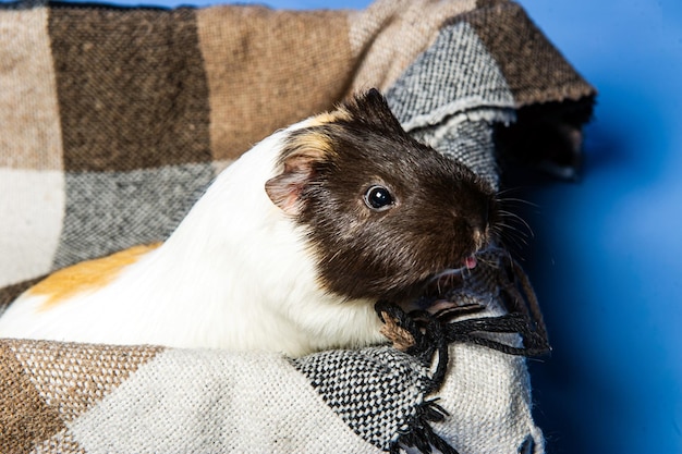 Photo studio portrait of a guinea pig on blue background