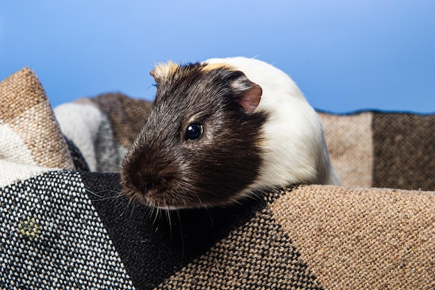 Foto ritratto in studio di una cavia su sfondo blu