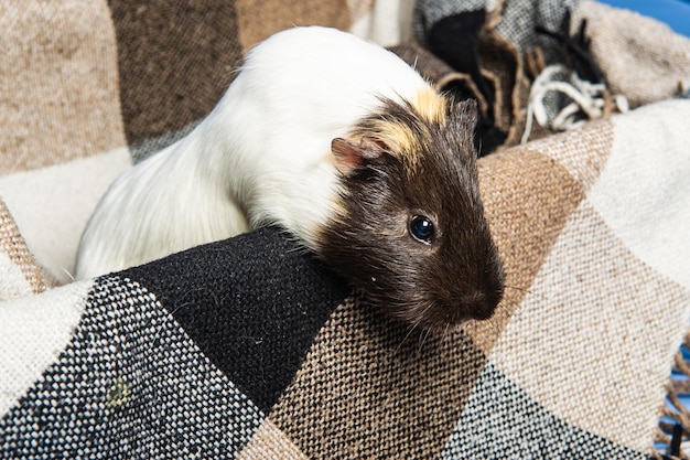 Photo studio portrait of a guinea pig on blue background