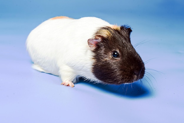 Foto ritratto in studio di una cavia su sfondo blu