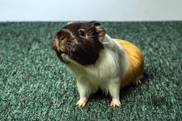 Studio portrait of a guinea pig on blue background