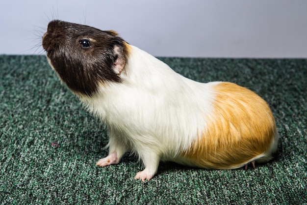 Photo studio portrait of a guinea pig on blue background