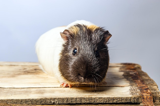 Photo studio portrait of a guinea pig on blue background