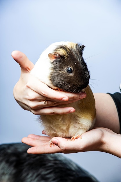 Photo studio portrait of a guinea pig on blue background