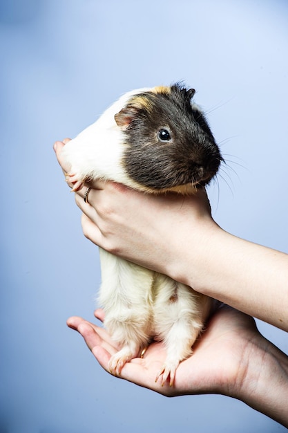 Photo studio portrait of a guinea pig on blue background