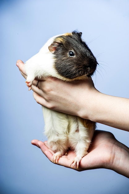 Photo studio portrait of a guinea pig on blue background