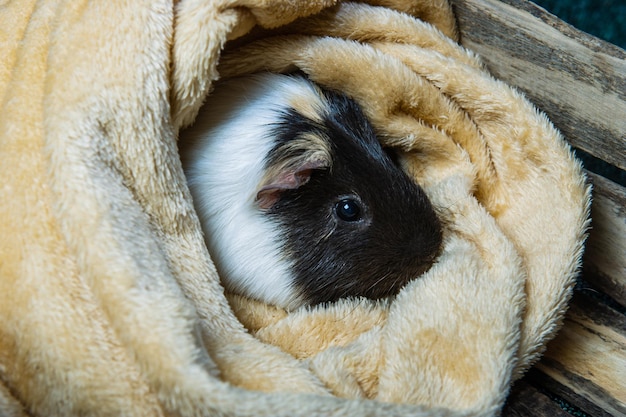 Studio portrait of a guinea pig on blue background