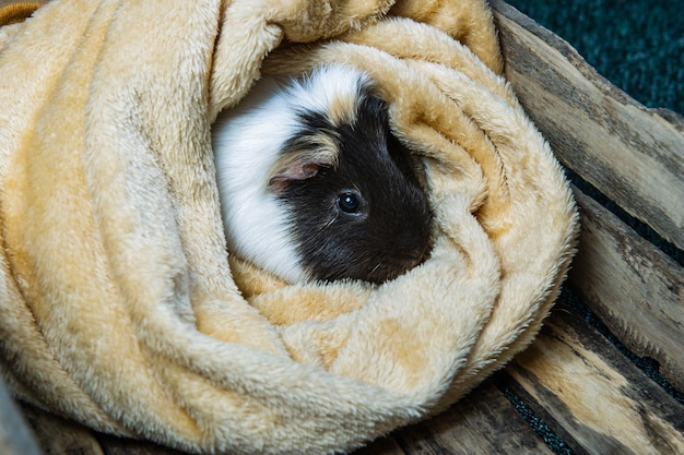 Photo studio portrait of a guinea pig on blue background