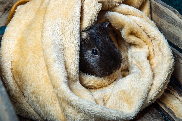 Photo studio portrait of a guinea pig on blue background