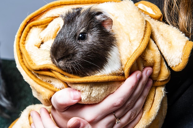 Photo studio portrait of a guinea pig on blue background