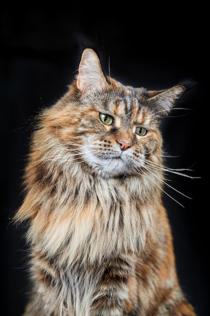 Studio portrait large Maine Coon cat on black background