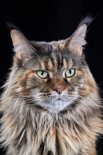 Studio portrait large Maine Coon cat isolated on black background