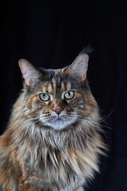 Studio portrait large Maine Coon cat isolated on black background