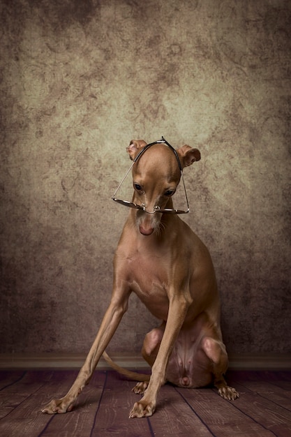 작은 이탈리아 그레이하운드 강아지의 스튜디오 초상화입니다. 친절하고 재미 있습니다. 스튜디오. 선글라스 포함