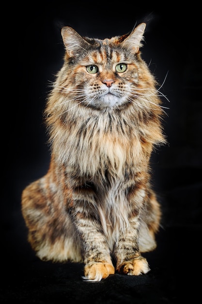 Studio portrait Maine Coon cat Cat with long mustache and tassels on ears on black background