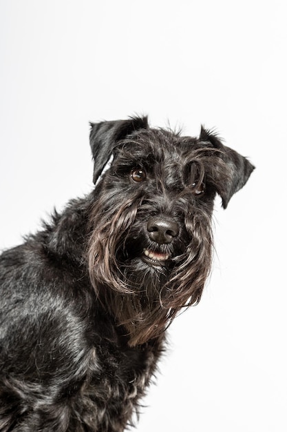 Studio portrait of a miniature schnauzer dog on white background