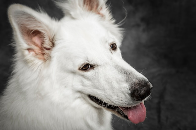 ニュートラルな背景に対して素敵なホワイトスイスシェパード犬のスタジオポートレート