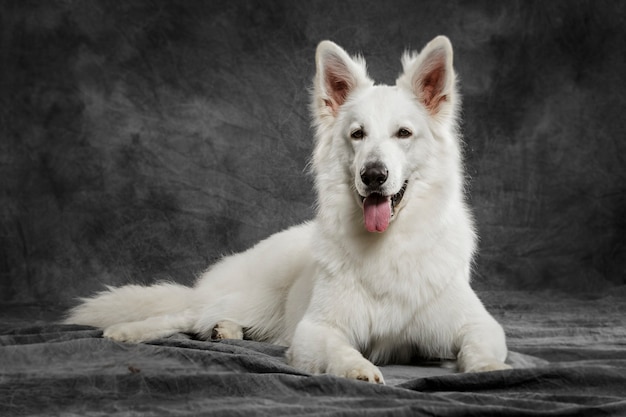 Studio portrait of a nice White Swiss Shepherd dog against neutral background