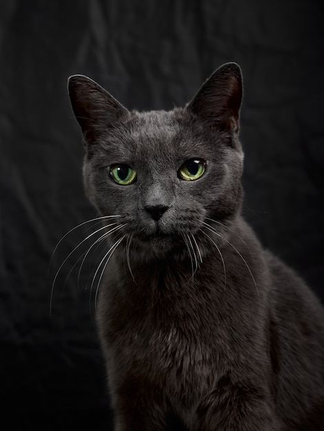 控えめなキーで暗い背景にリラックスしたダークグレーの猫のスタジオポートレート