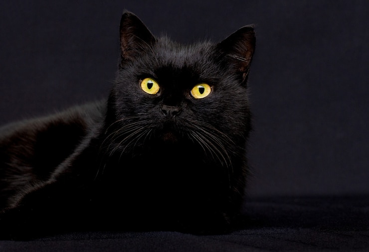 Photo studio portrait of relaxing dark gray cat on dark background in low key
