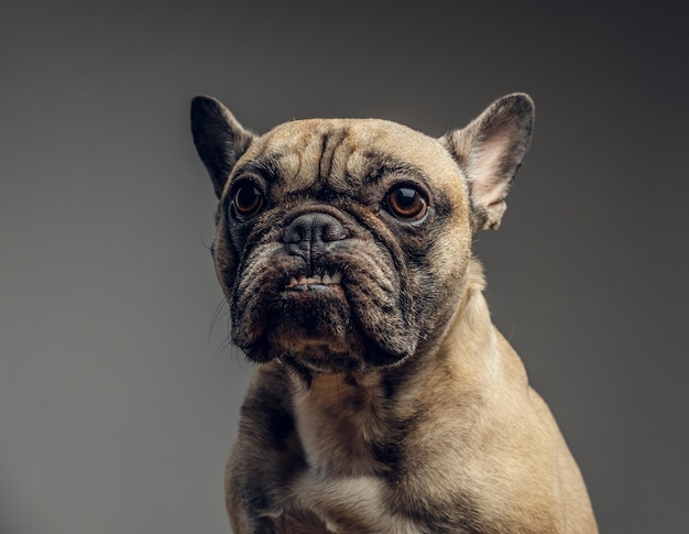 Studio portrait of a smiling cheeky pug. A pug shows her teeth f