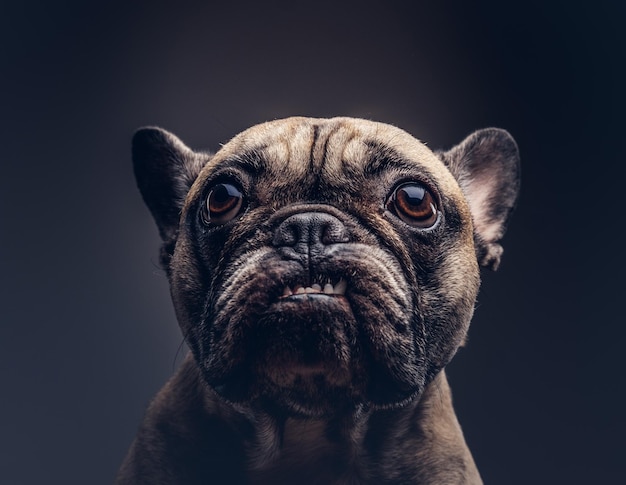 Studio portrait of a smiling cheeky pug. A pug shows her teeth f