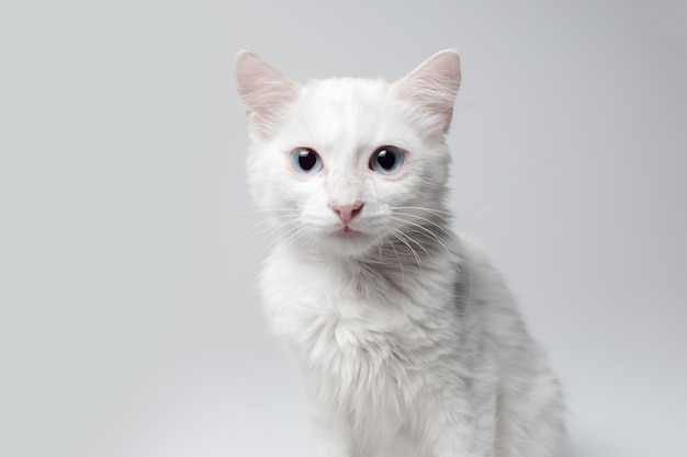 Studio portrait of white kitten with blue eyes on white background